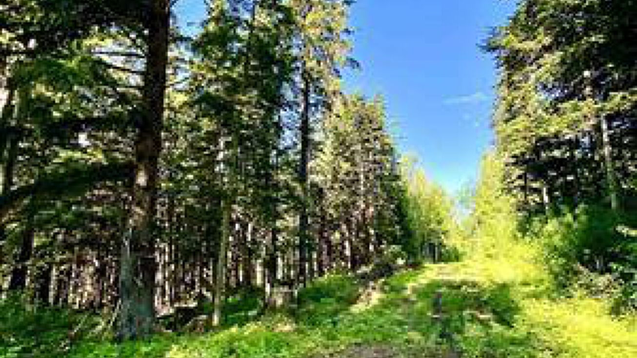 Lot B Orchard Subdivision, Haines, AK 99827 Land for Sale Lot B