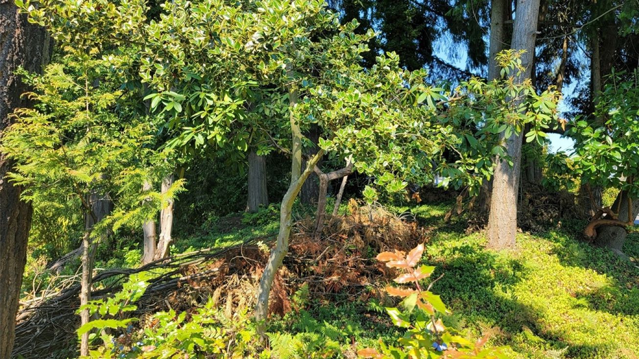 11410 NE 20th St, Bellevue, WA 98004