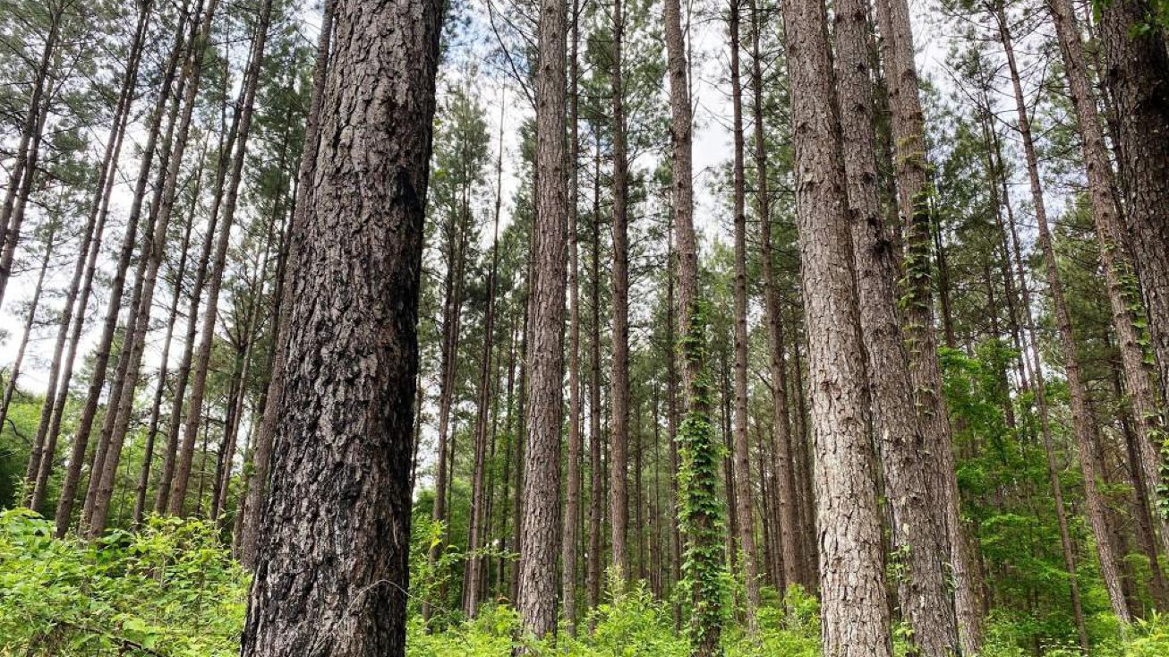 1722 Hwy 589, Purvis, MS 39475 Land for Sale Pine Ridge Timberland Tract