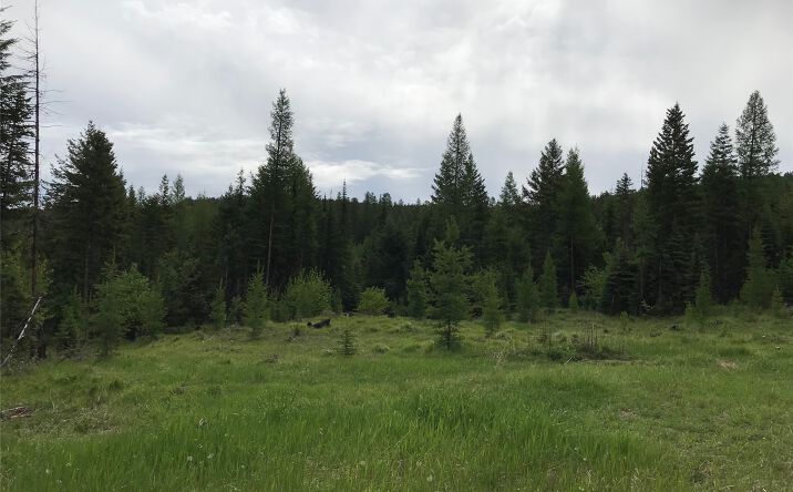 Pictures of Land property located at 2152 Butcher Creek Road, Trego, MT 59934 for sales - image #1