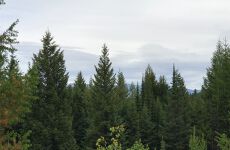 21361546