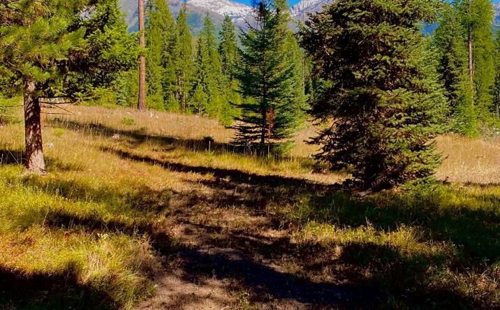 Pictures of Land property located at 001 Rumble Creek Road, Condon, MT 59826 for sales - image #1