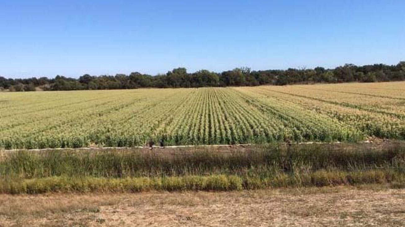 Upper Holland Ranch, Clarksburg, CA 95612 Land for Sale Upper