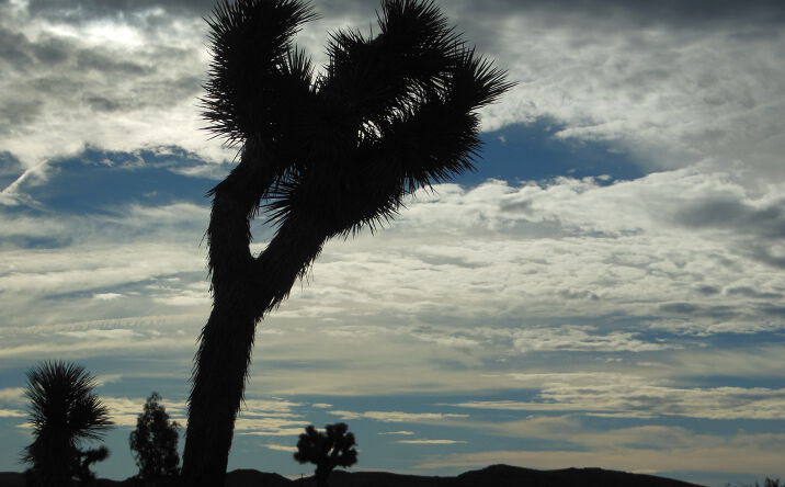 Pictures of Land property located at Napa @ Rainbow, Landers, CA 92285 for sales - image #1