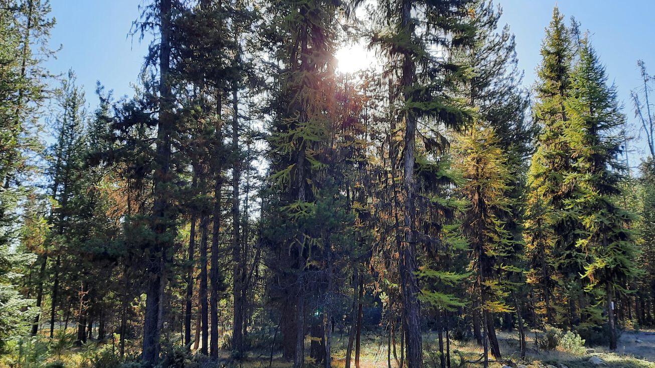 Nhn Elk Haven Road, Yaak, MT 59935 Land for Sale Nhn Lone Wolf Trail