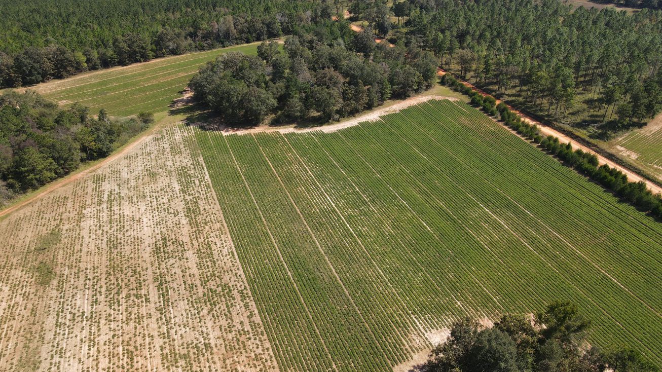 Peal Road (Long Branch Farms 121 + Ac), Cuthbert, GA 39840