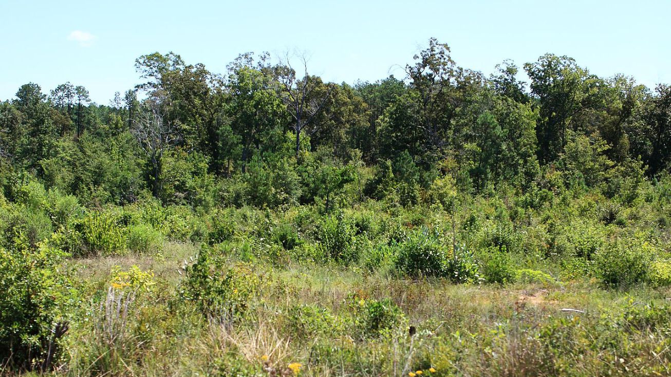 LeBleu Settlement, Leesville, LA 71446