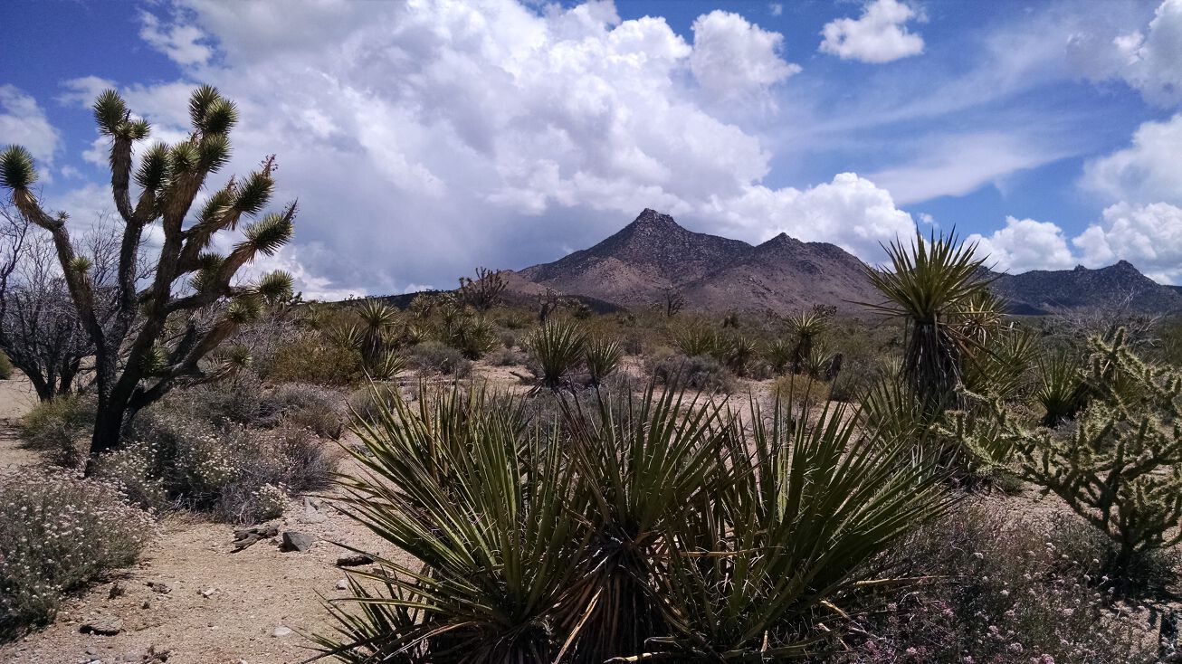 Pierce Ferry Rd, Meadview, AZ 86444 Land for Sale Joshua Tree Ranchitos
