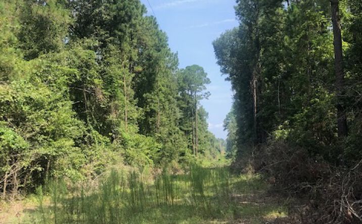 Pictures of Land property located at Mill Creek Rd. & Buck Creek Rd, Statesboro, GA 30461 for sales - image #1