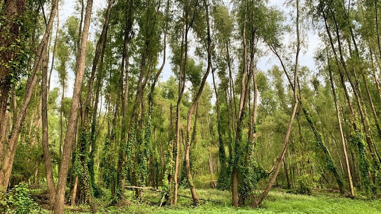 000 Hwy 15, Vidalia, LA 71373