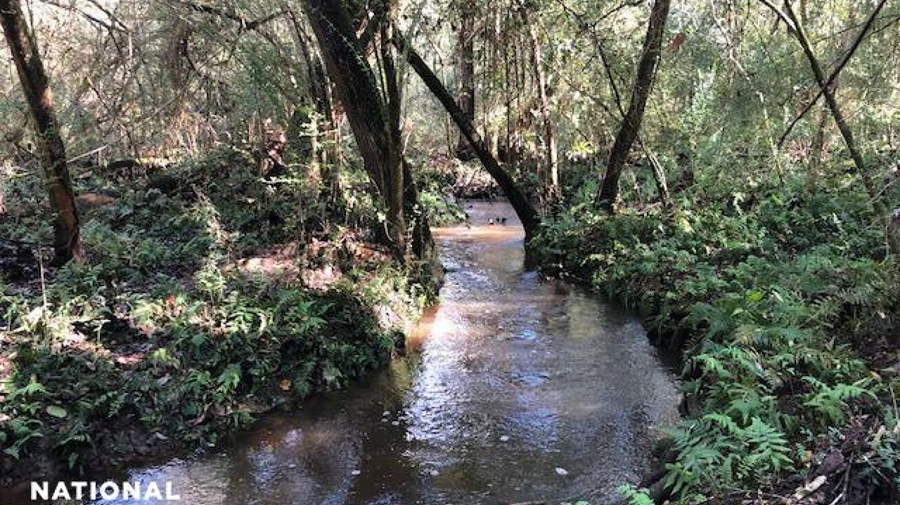 0 Browder Goree Rd, McKenzie, AL 36456 Land for Sale McKenzie