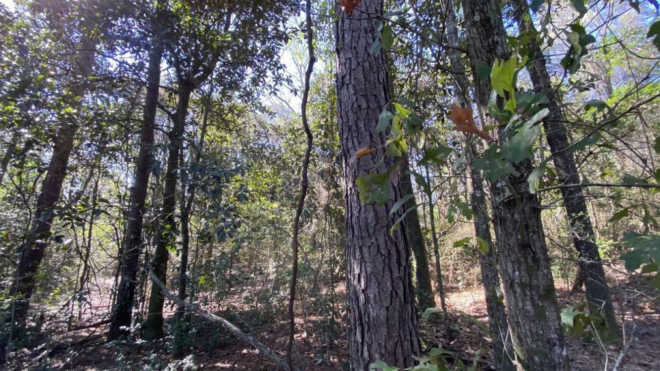 0 Moffett Road, Semmes, AL 36575 Land for Sale The Semmes Moffett