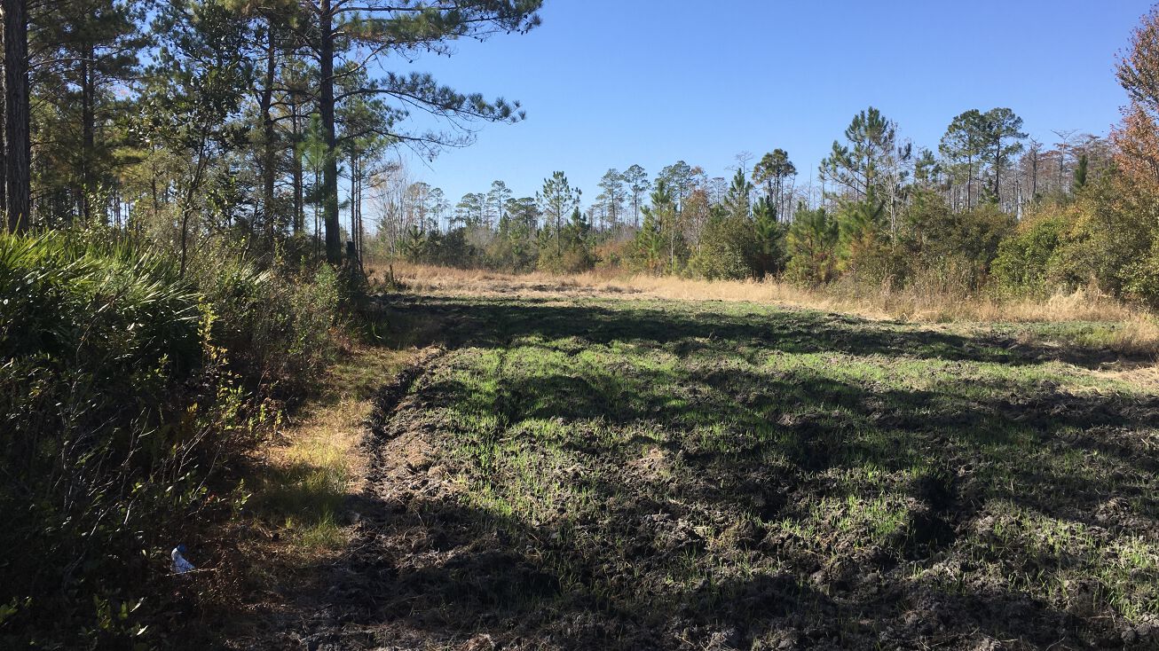 Gooding Bay Rd, Waycross, GA 31503