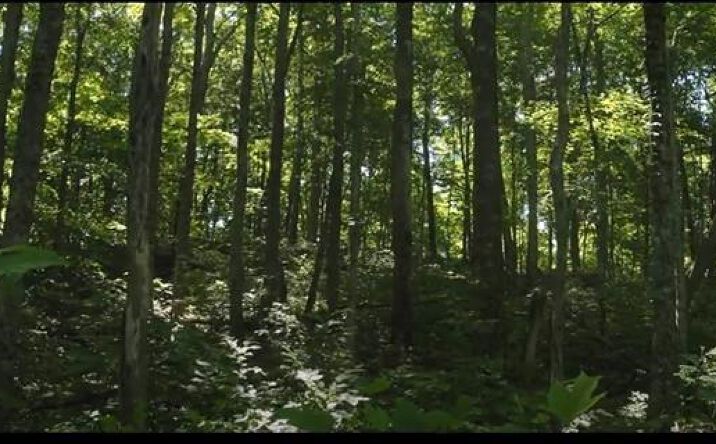 image of property at PANTHER CREEK Sneedville TN 37869