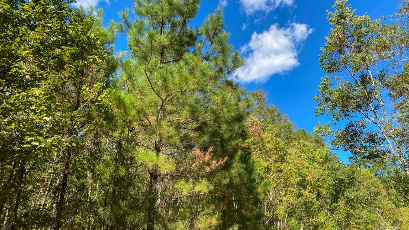 T2 Devers’ Forest, Devers, TX 77659