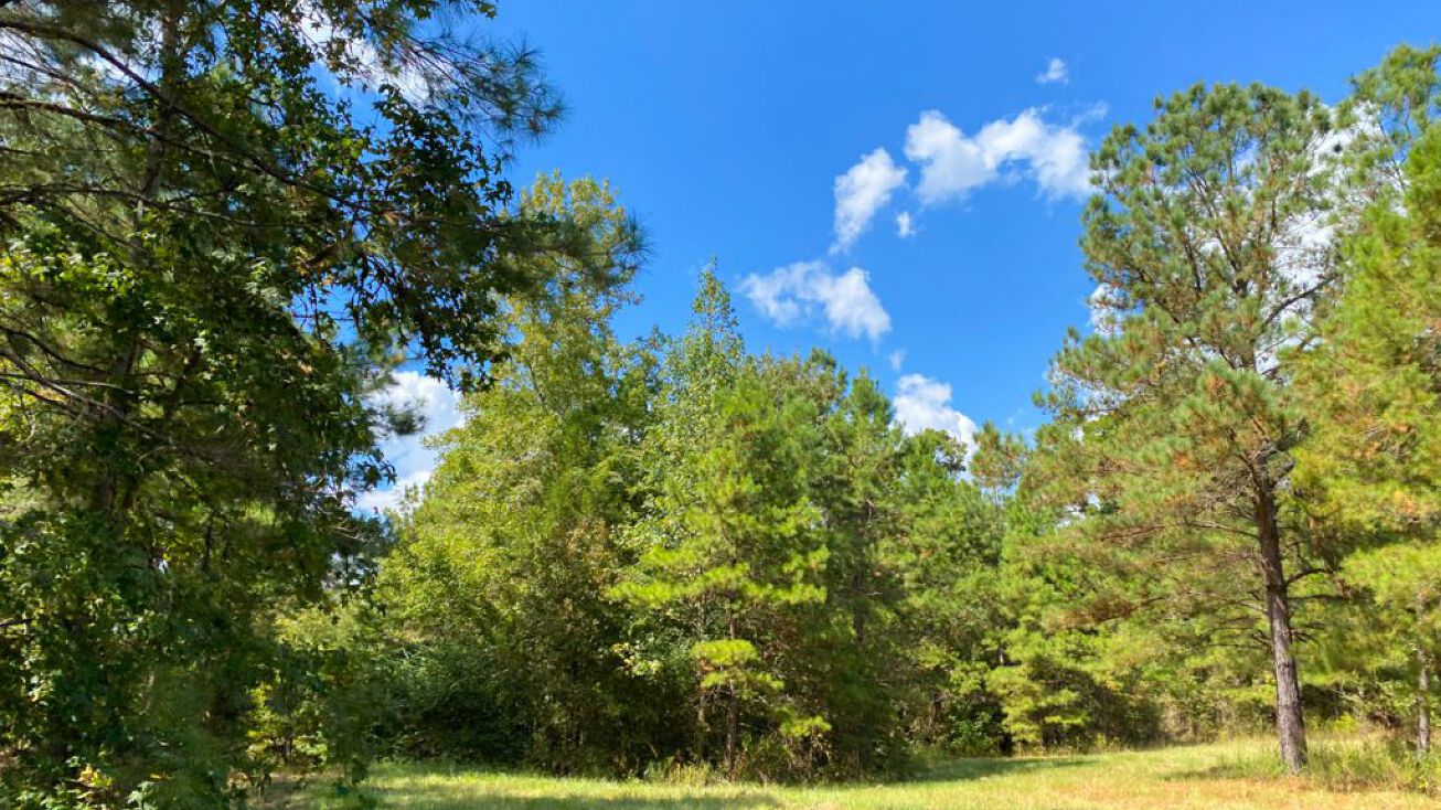 Alto Pine, Alto, TX 75925