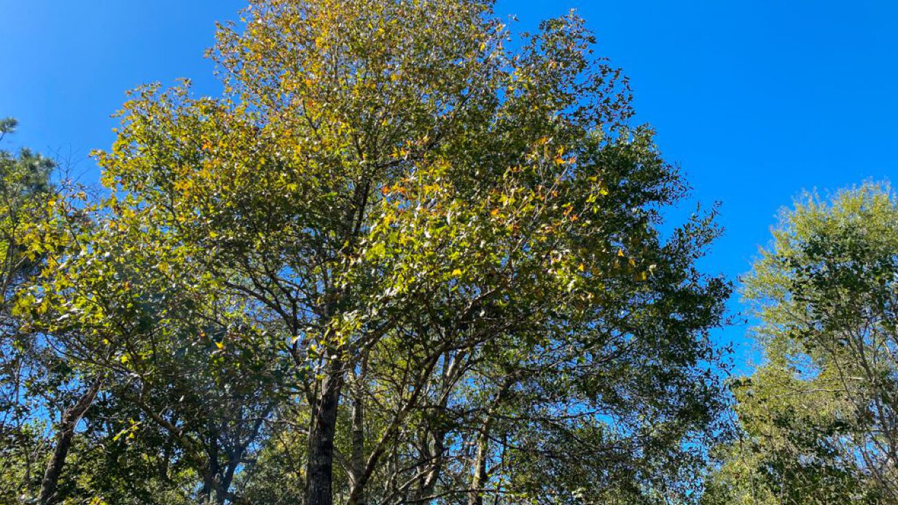 T7 Devers’ Forest, Devers, TX 77659