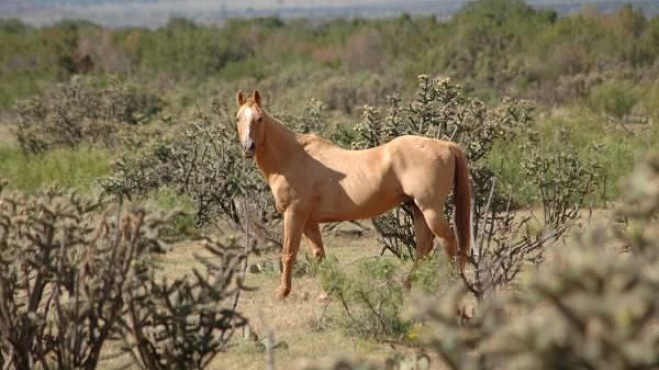 20 Mesquite Lane, Newkirk, NM 88431