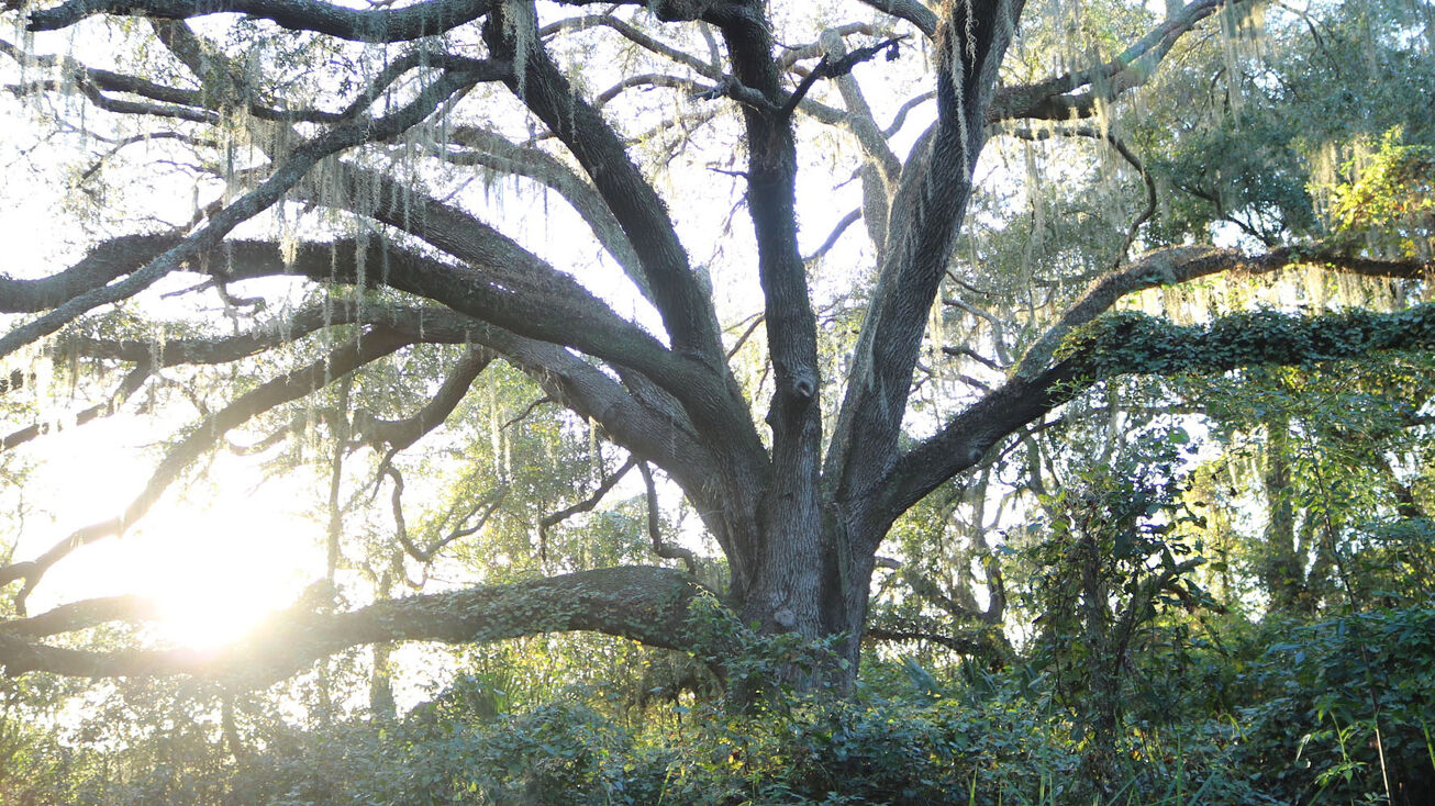 CR 478, ster, FL 33597 Land for Sale Sumter County Acreage and