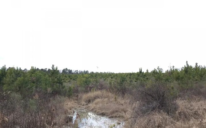 Pictures of Land property located at Taloha Rd, Sulphur Springs, AR 71603 for sales - image #1