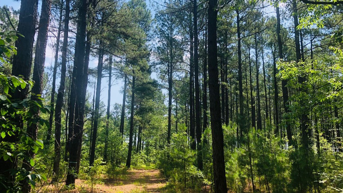 Highway 23 and Ben Bargeron Rd SW, Sardis, GA 30456