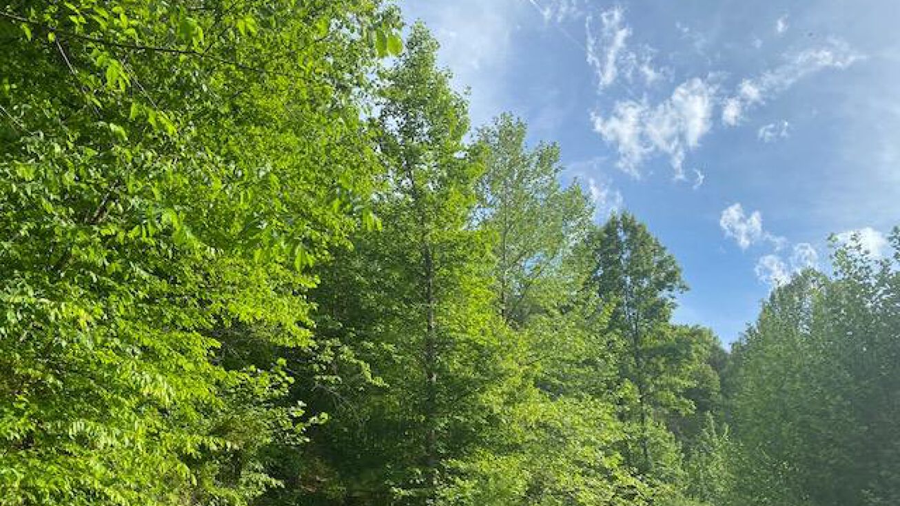 Elkhorn Branch Rd, Isonville, KY 41149