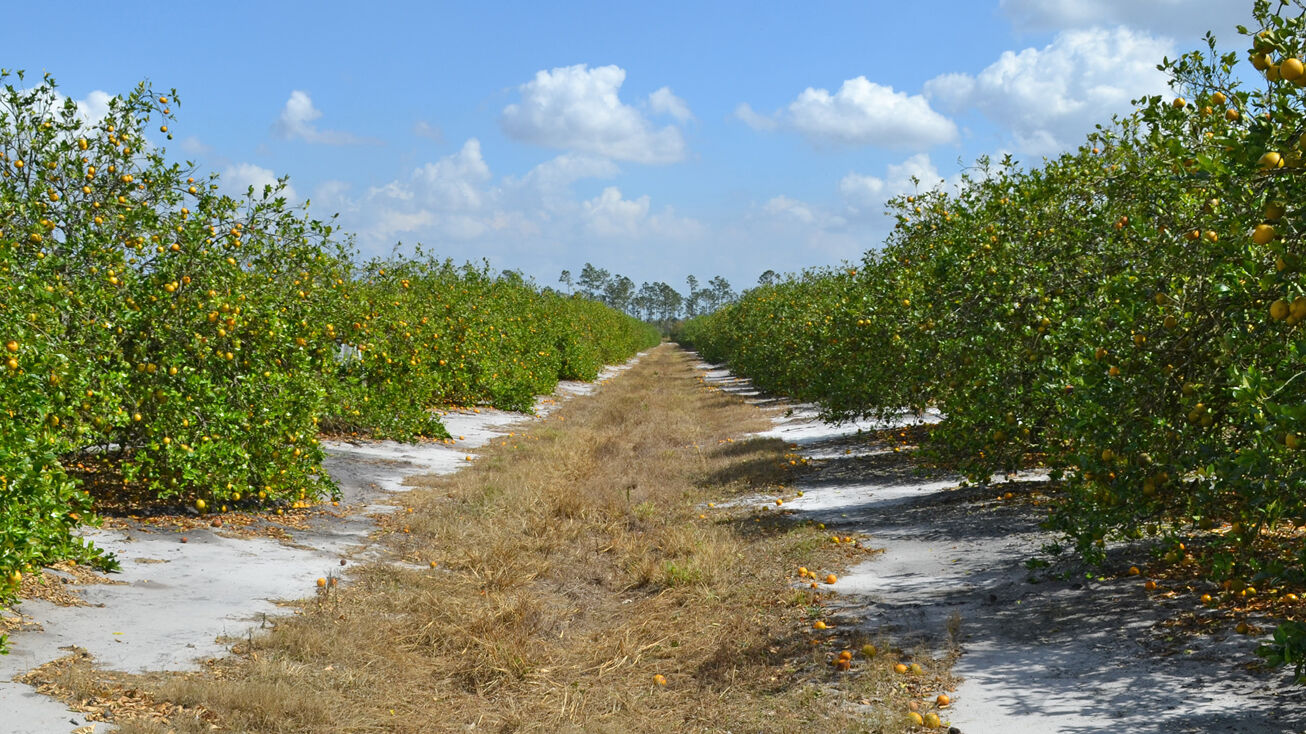 912 Arbuckle Creek Rd, Lorida, FL 33857 Land for Sale Lorida Grove