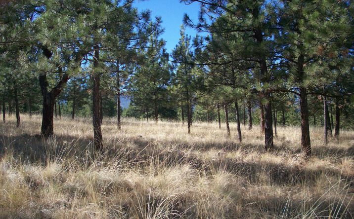 Pictures of Land property located at Lot 22 Leiber Lane, Plains, MT 59859 for sales - image #1