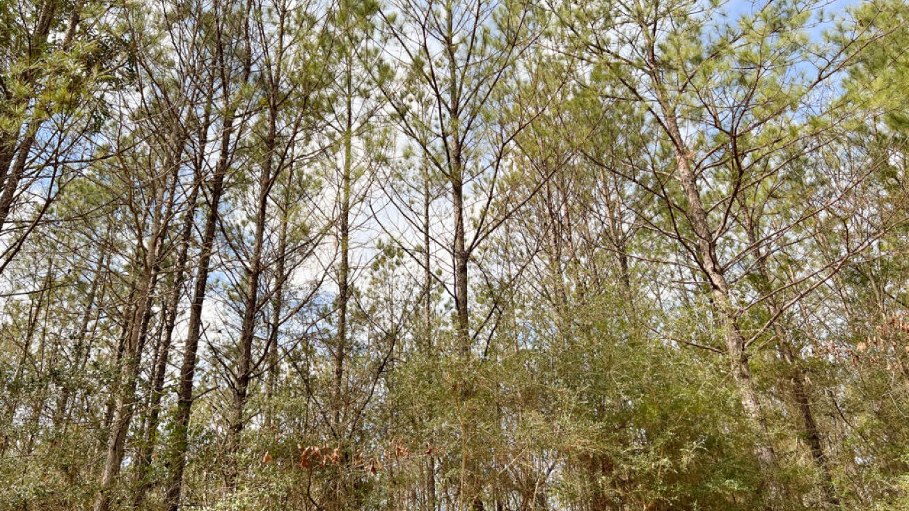 Country Road 4415, Spurger, TX 77660 Land for Sale 36 Acres T12