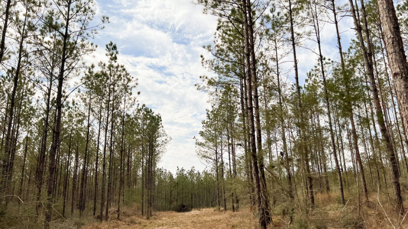 T6 Spurger Pines, Spurger, TX 77660