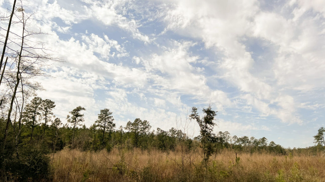 T7 Spurger Pines, Spurger, TX 77660 Land for Sale 22 Acres T7