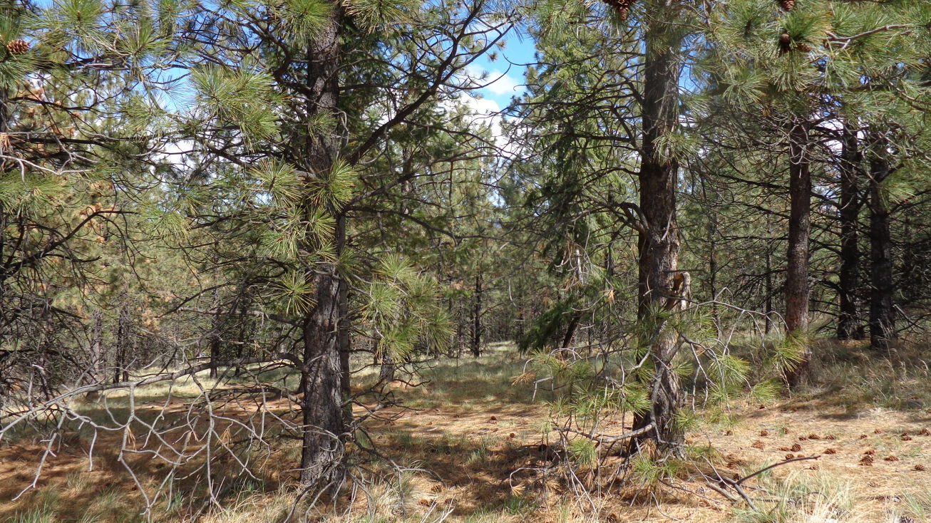 45714 Lark Court, Big Arm, MT 59910