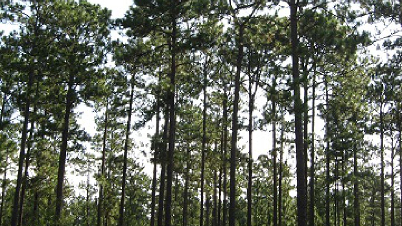 Entrekin Rd, Purvis, MS 39475 Land for Sale Entrekin Rd Parcel 3 C