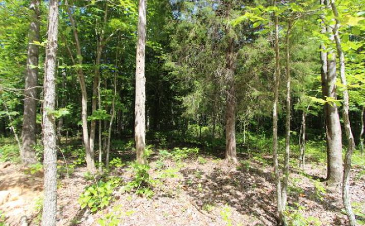 Pictures of Land property located at Crockett Murphree Rd, Hurricane Mills, TN 37078 for sales - image #1