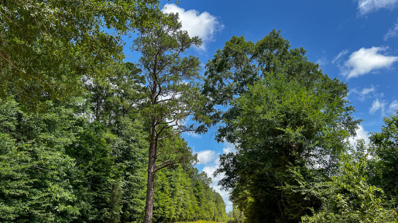 Kelley Road, Indian Springs, TX 77351