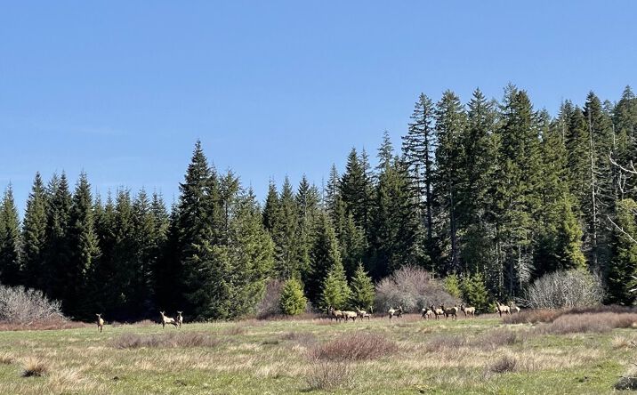 Pictures of Land property located at 0 Eden Valley, Powers Oregon, Powers, OR 97466 for sales - image #1