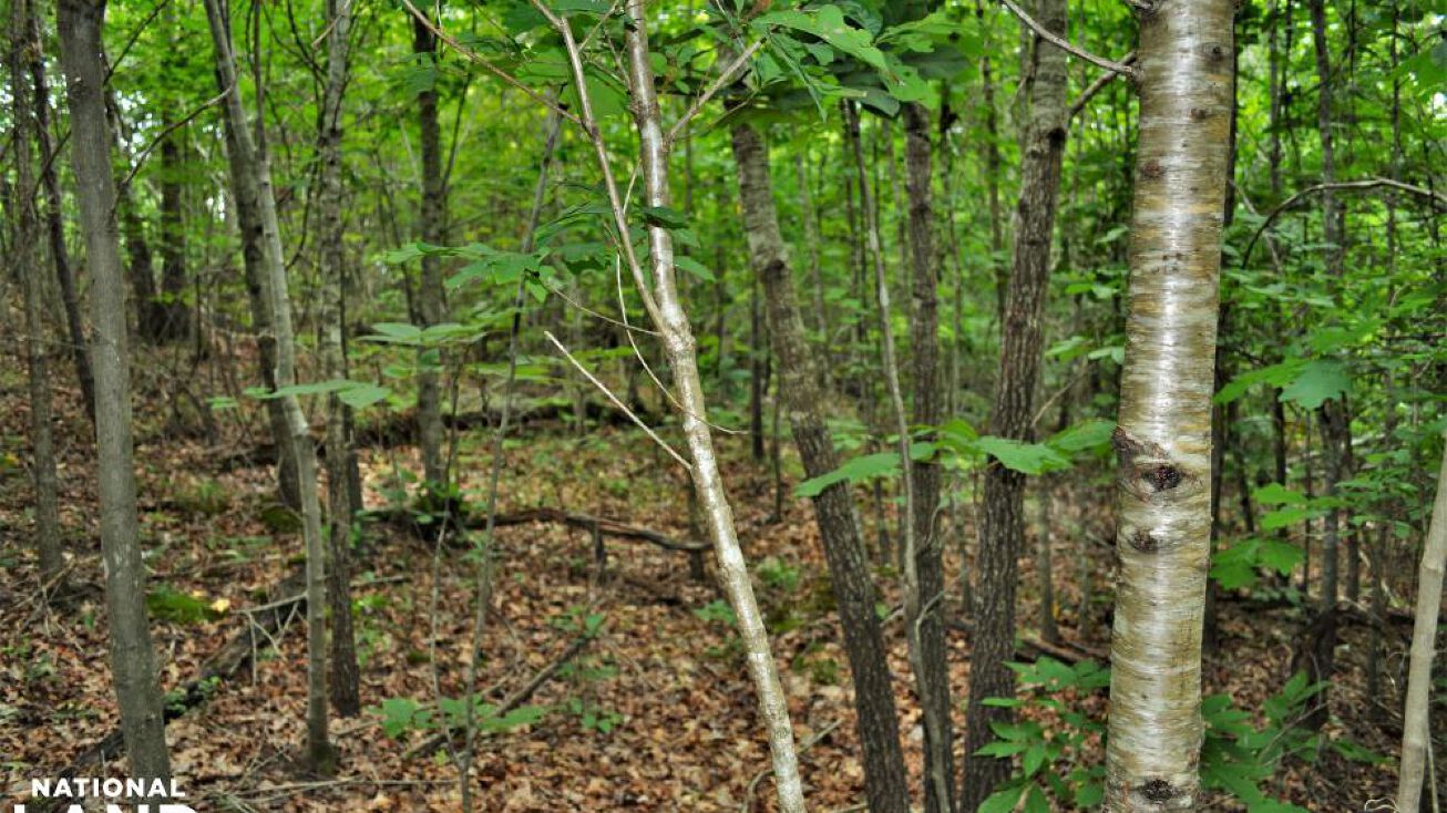 0 HWY 278, Piedmont, AL 36272 Land for Sale Piedmont Homesite and