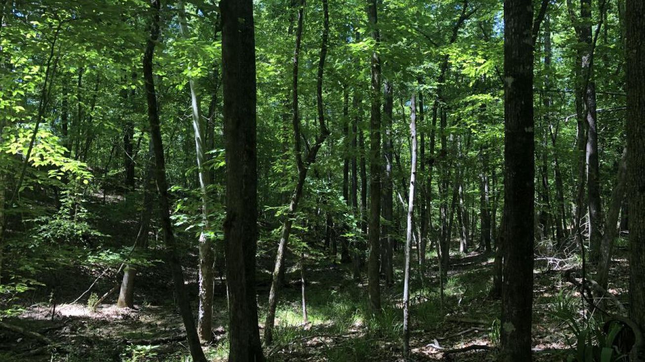 0A Legacy Shores Dr. Alberta,, Camden, AL 36726