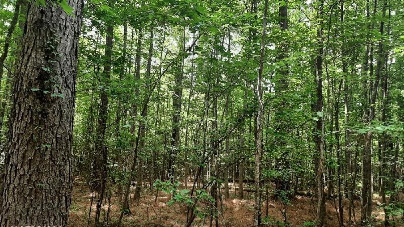 0 Hwy 431, Sallis, MS 39160 Land for Sale Ag Land Opportunity