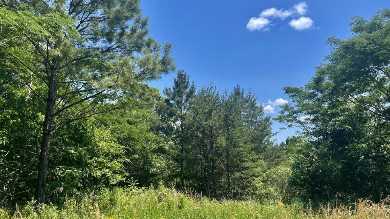 3 Starview Ln, Warrior, AL 35180