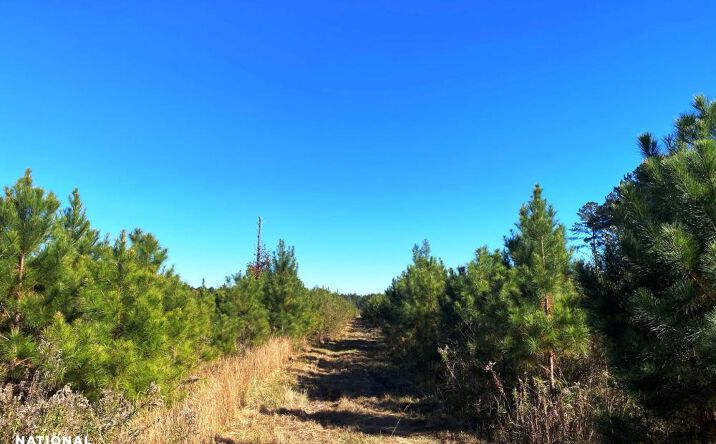 image of property at 0 PURVIS OLOH RD Sumrall MS 39482