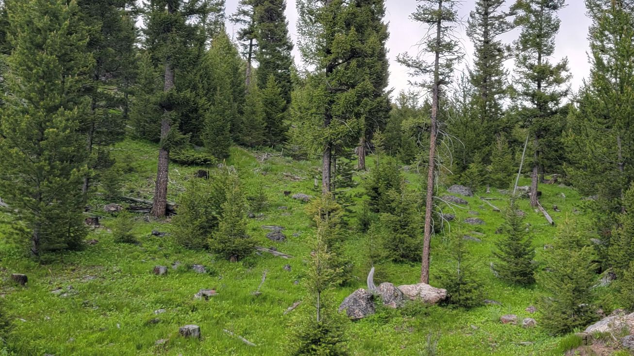 Lot 12 Slate Road, Helmville, MT 59843 Land for Sale Nhn Lot 12