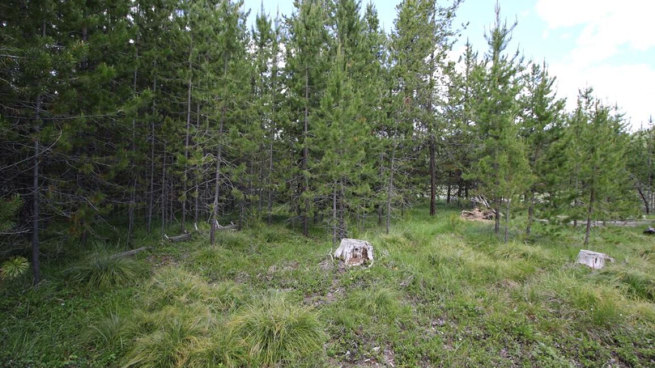 Nhn Packer Creek Road, Haugan, MT 59842 Land for Sale Nhn Packer