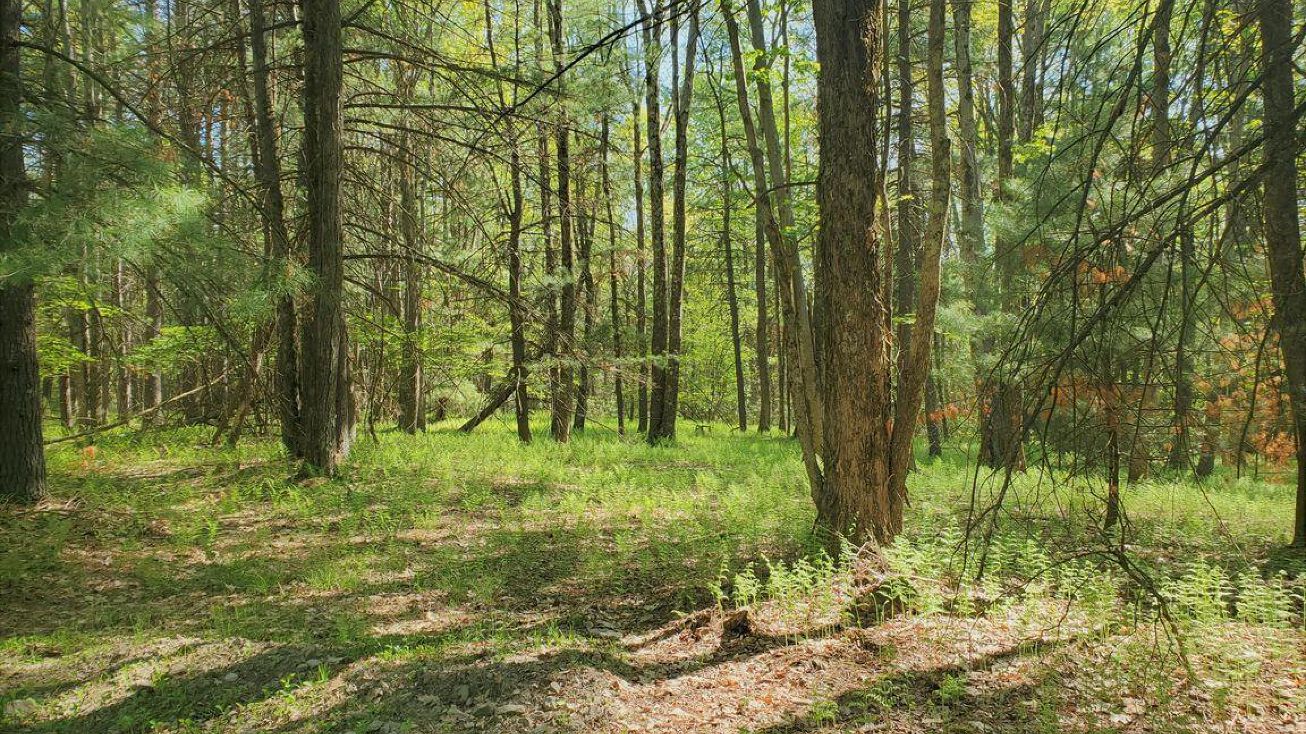 Coudy Pike Trail, Lock Haven, PA 17745