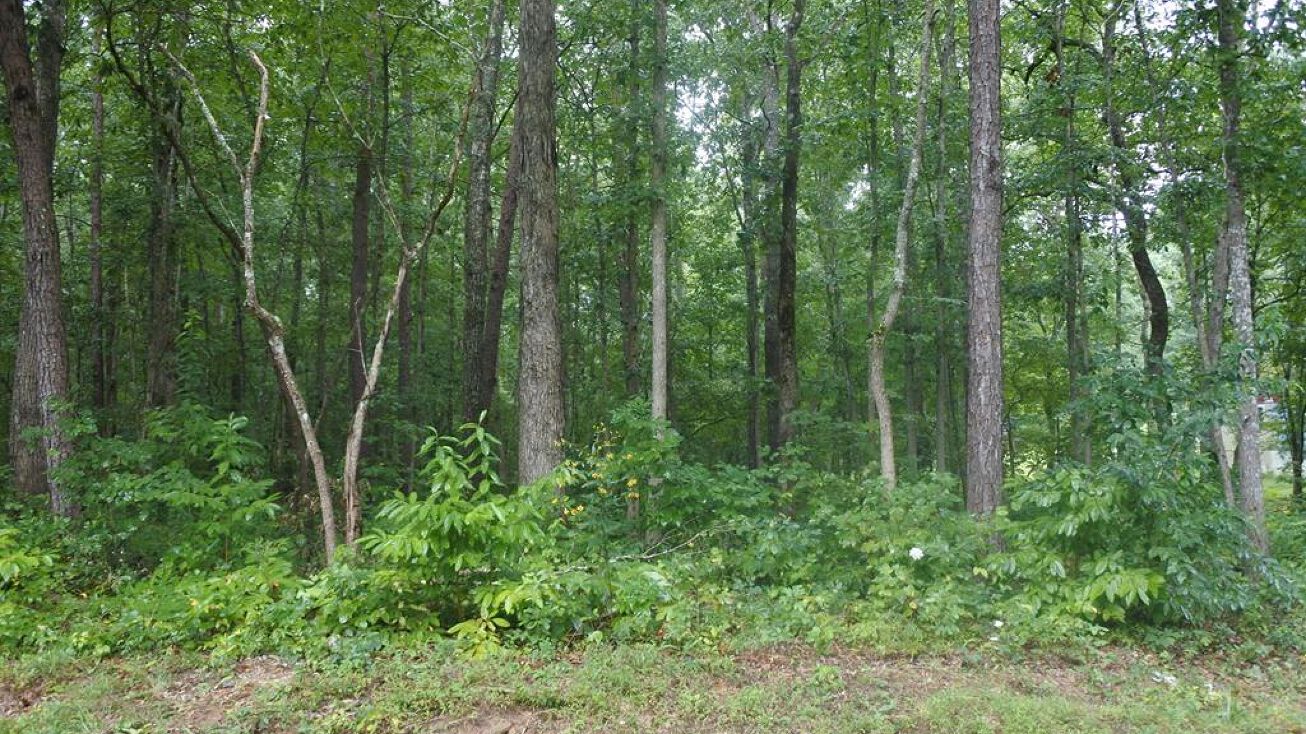 Shady Lane Loop Lot 49, Clarkrange, TN 38553