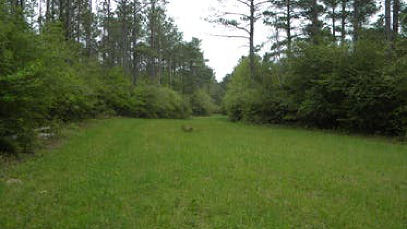 MG0271 (A), Pennington, AL 36916