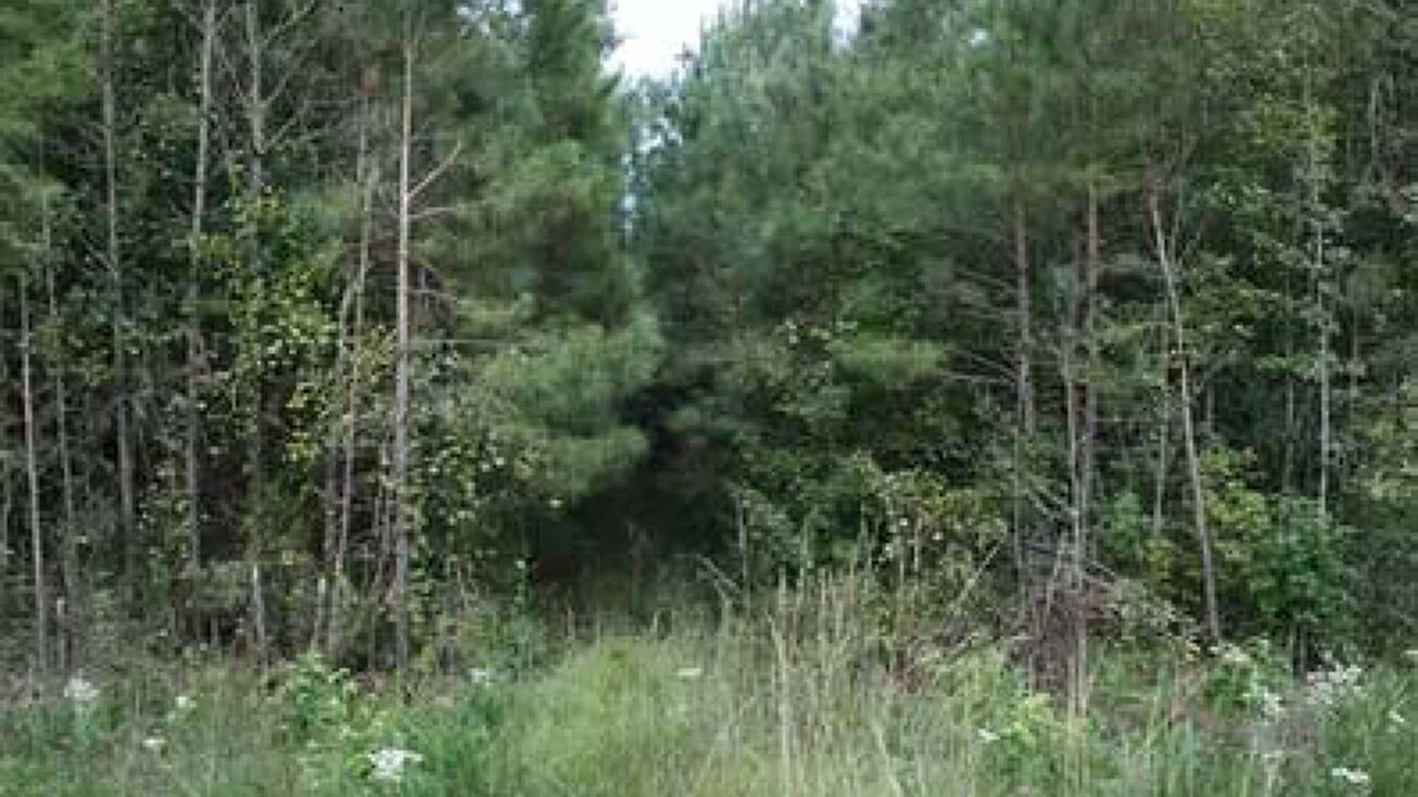 DFF Tract 5 Lot 5, Jamesville, NC 27846 Land for Sale DFF Tract 5