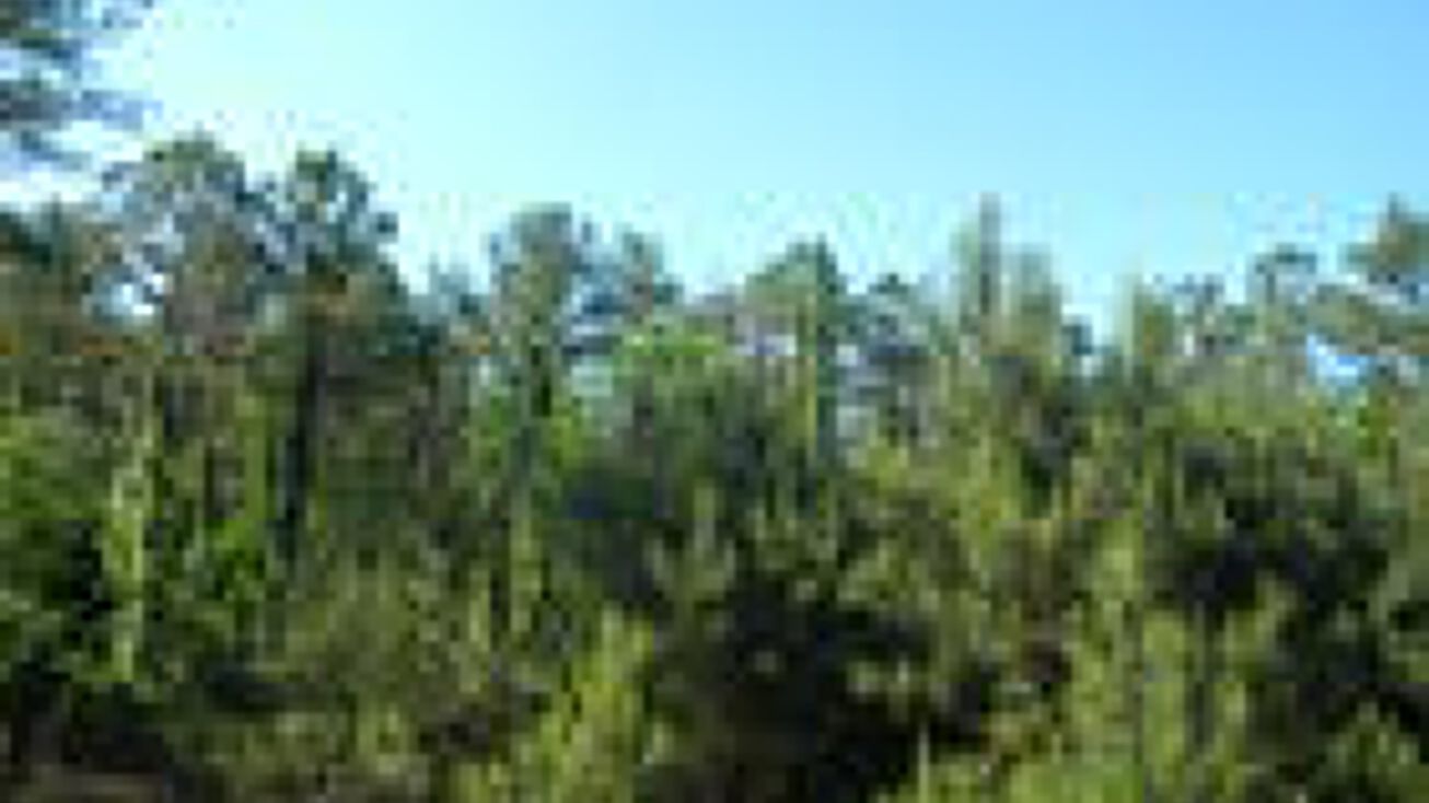 MG0271 (C), Pennington, AL 36916