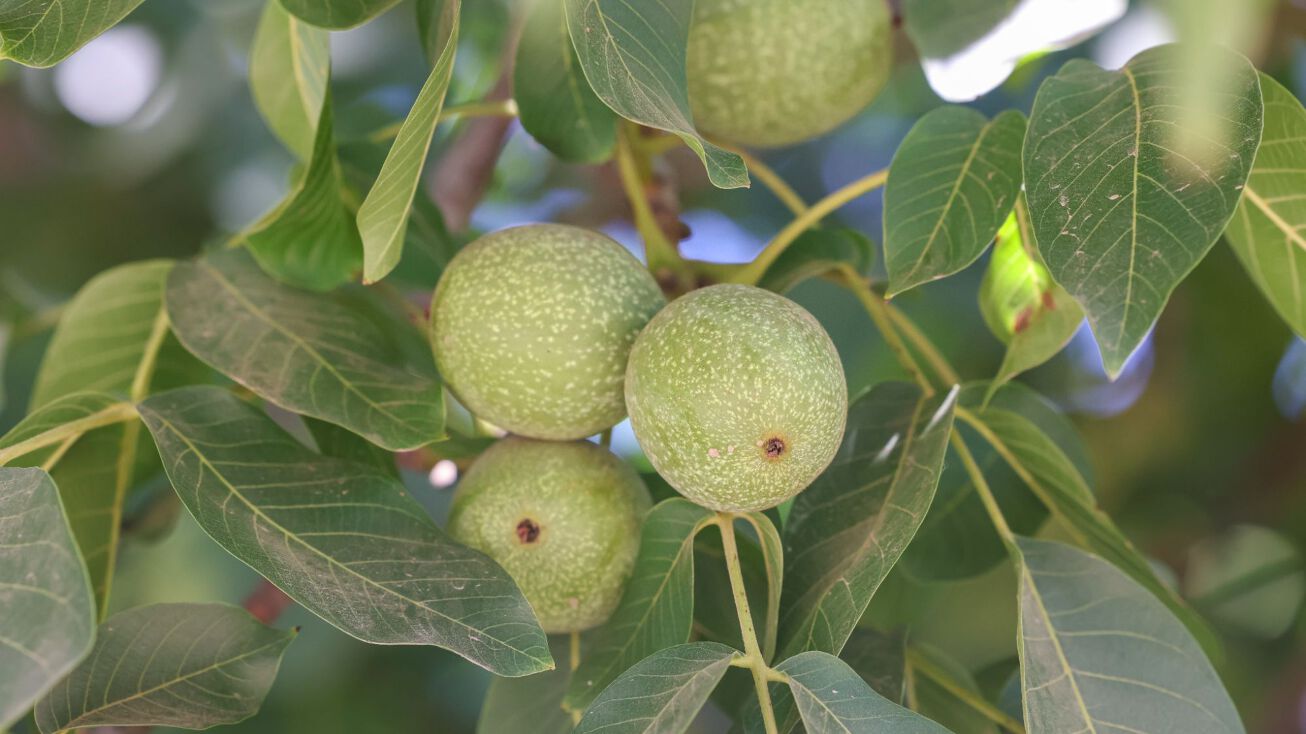 Ave 128, Porterville, CA 93257