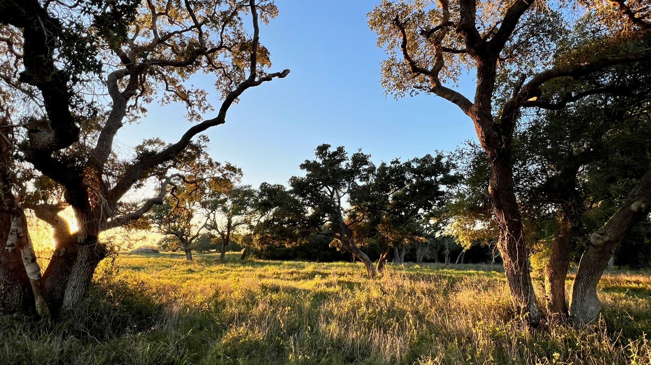 Tract 8 Roitsch Rd, Schulenburg, TX 78956